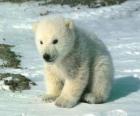 Молодой белый медведь